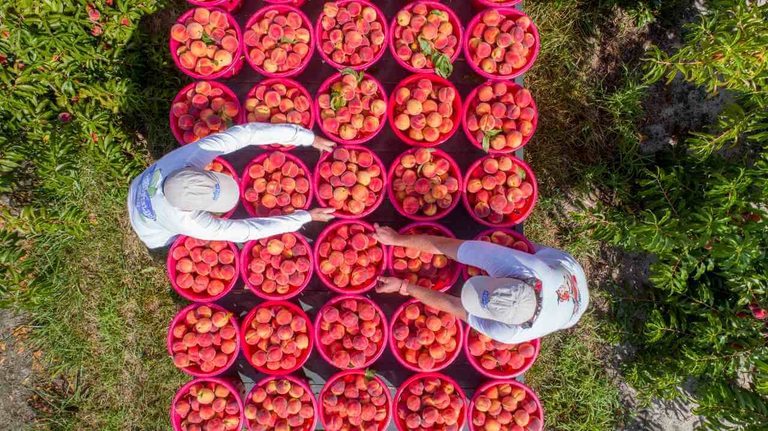 Overview of wagon full of beautiful Bennett Peaches ready to be loaded from the field and taken directly to market. 